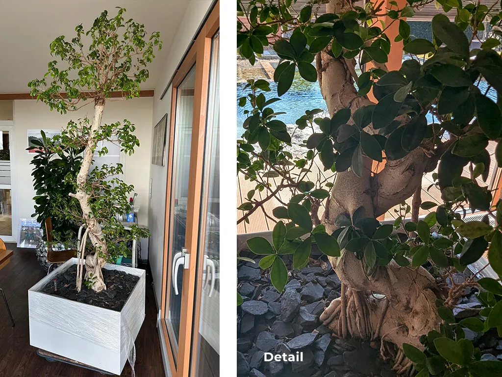 Ficus microcarpa inkl. Pfanzgefäß